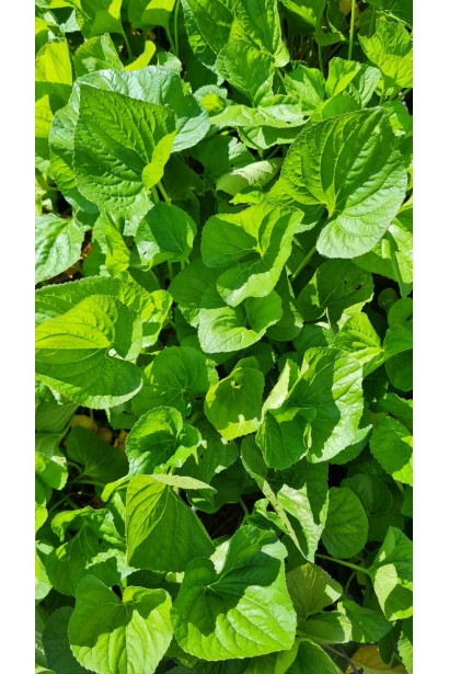 Фиалка садовая